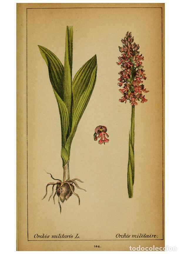 Coleccionismo de Revistas y Peri&oacute;dicos: Reproducci&oacute;n/Reproduction 6031680573: Choix de plantes de l'Europe centrale et particuli&egrave;rement de l