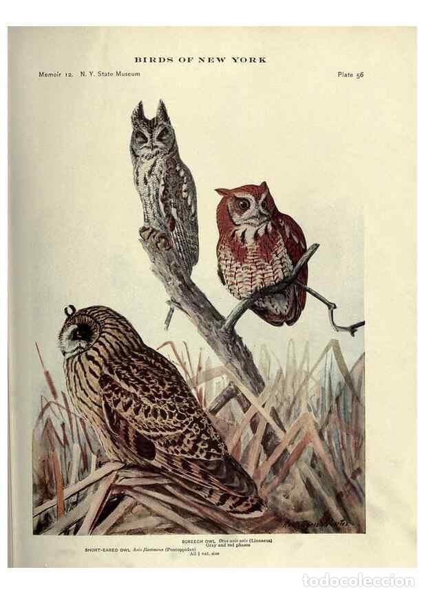 Coleccionismo de Revistas y Peri&oacute;dicos: Reproducci&oacute;n/Reproduction 6901486366: Birds of New York /. Albany :University of the State of New Yo