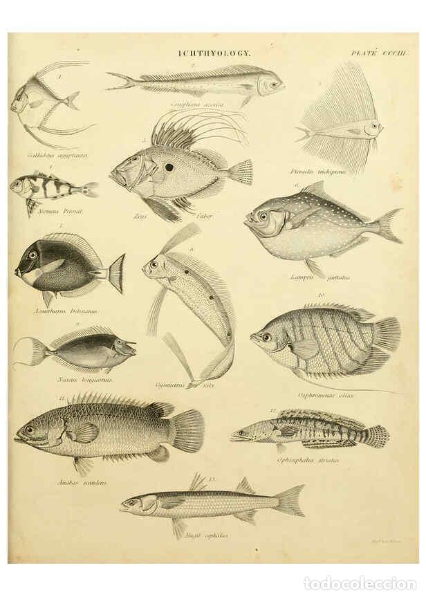 Coleccionismo de Revistas y Peri&oacute;dicos: Reproducci&oacute;n/Reproduction 6032275628: An introduction to the natural history of fishes Edinburgh :Ad