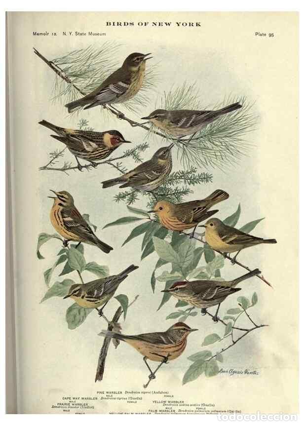 Coleccionismo de Revistas y Peri&oacute;dicos: Reproducci&oacute;n/Reproduction 6901496134: Birds of New York /. Albany :University of the State of New Yo