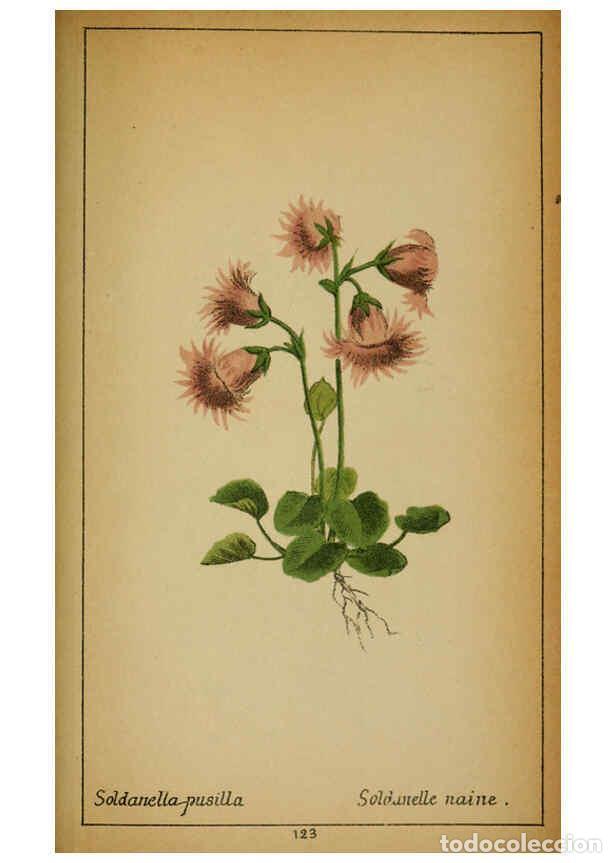 Coleccionismo de Revistas y Peri&oacute;dicos: Reproducci&oacute;n/Reproduction 6031675513: Choix de plantes de l'Europe centrale et particuli&egrave;rement de l