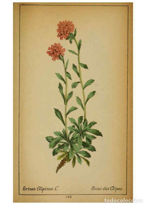 Coleccionismo de Revistas y Peri&oacute;dicos: Reproducci&oacute;n/Reproduction 6032235758: Choix de plantes de l'Europe centrale et particuli&egrave;rement de l