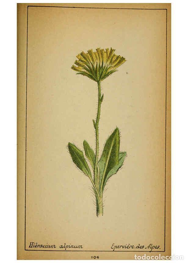 Coleccionismo de Revistas y Peri&oacute;dicos: Reproducci&oacute;n/Reproduction 6031671811: Choix de plantes de l'Europe centrale et particuli&egrave;rement de l