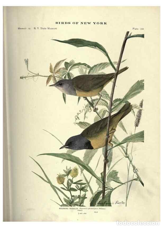 Coleccionismo de Revistas y Peri&oacute;dicos: Reproducci&oacute;n/Reproduction 6901497338: Birds of New York /. Albany :University of the State of New Yo