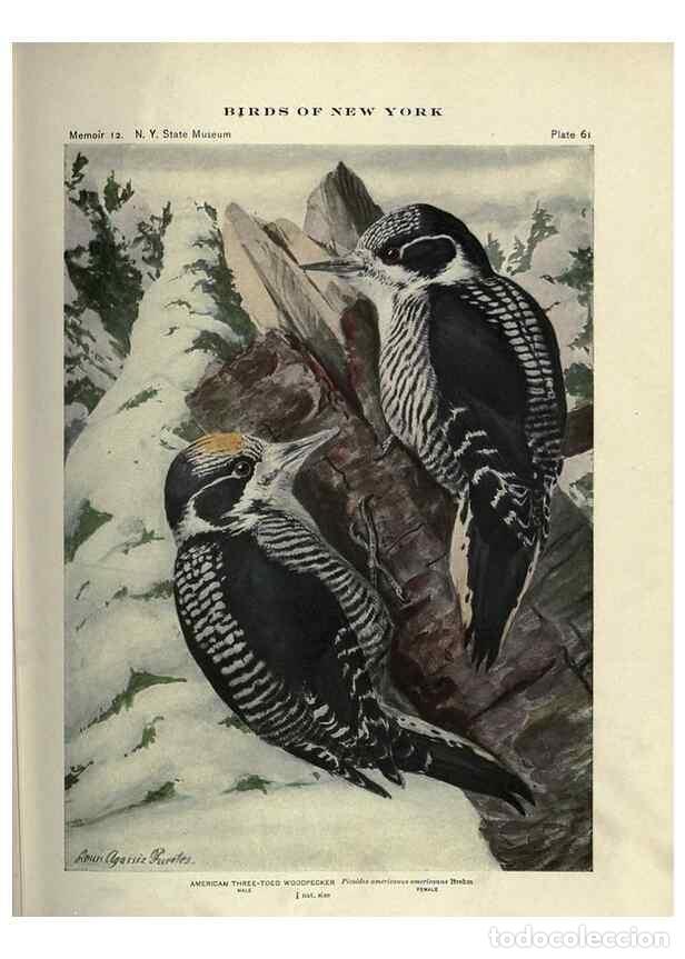 Coleccionismo de Revistas y Peri&oacute;dicos: Reproducci&oacute;n/Reproduction 7047584467: Birds of New York /. Albany :University of the State of New Yo