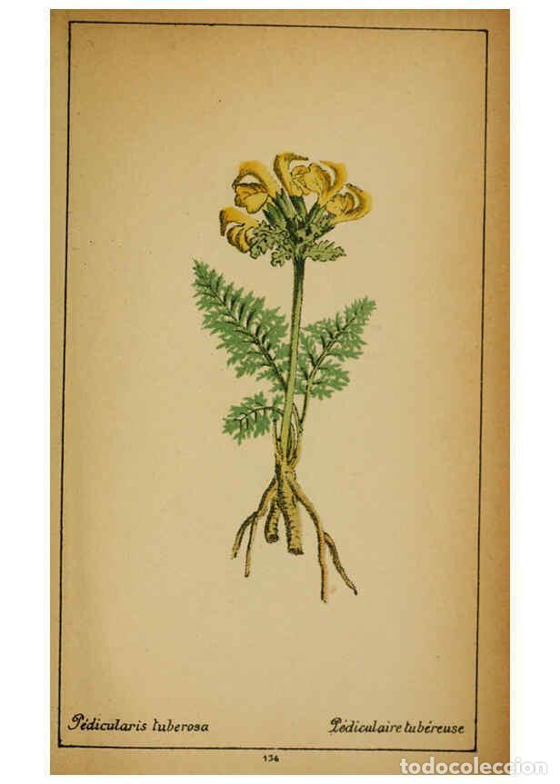 Coleccionismo de Revistas y Peri&oacute;dicos: Reproducci&oacute;n/Reproduction 6032236568: Choix de plantes de l'Europe centrale et particuli&egrave;rement de l