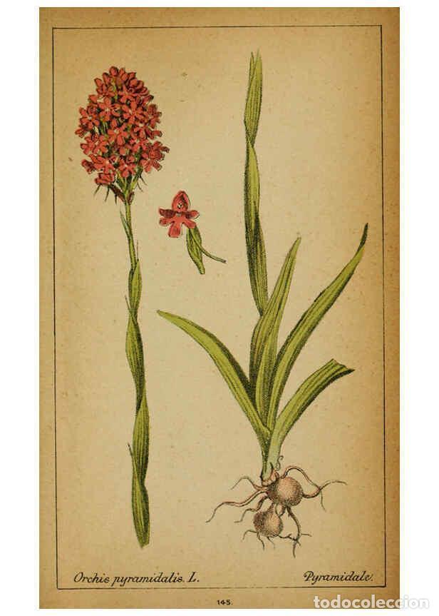 Coleccionismo de Revistas y Peri&oacute;dicos: Reproducci&oacute;n/Reproduction 6031680405: Choix de plantes de l'Europe centrale et particuli&egrave;rement de l