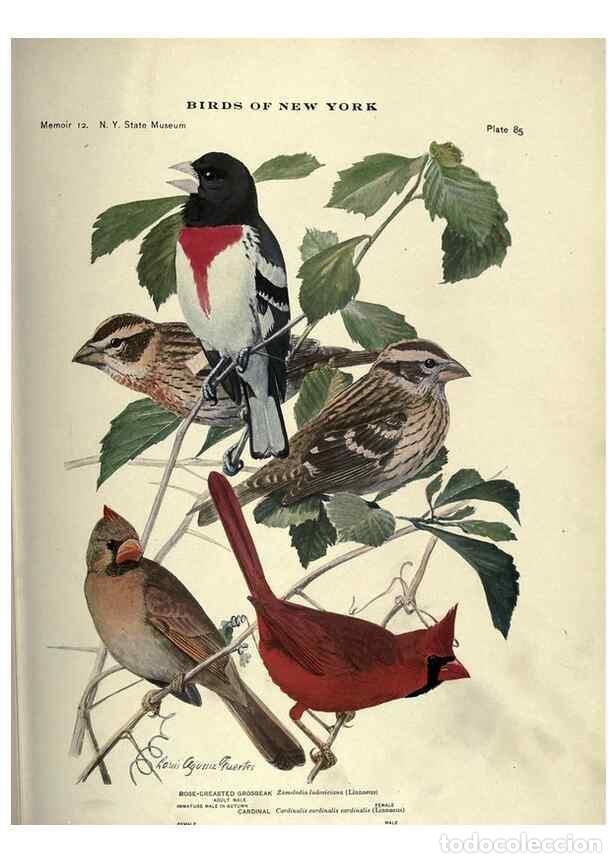 Coleccionismo de Revistas y Peri&oacute;dicos: Reproducci&oacute;n/Reproduction 6901493512: Birds of New York /. Albany :University of the State of New Yo