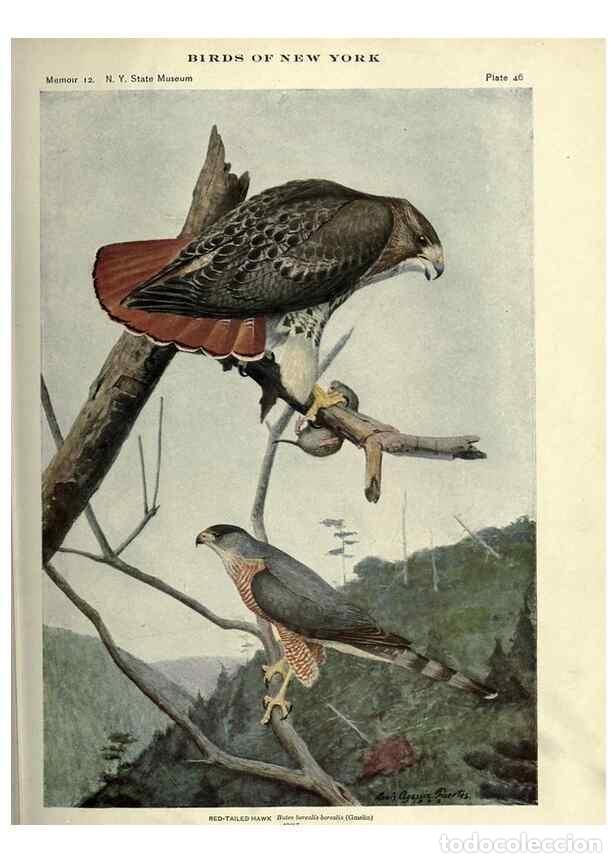 Coleccionismo de Revistas y Peri&oacute;dicos: Reproducci&oacute;n/Reproduction 6901483674: Birds of New York /. Albany :University of the State of New Yo