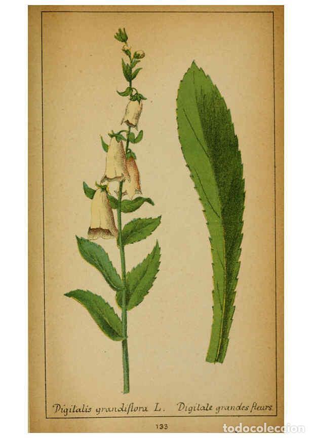 Coleccionismo de Revistas y Peri&oacute;dicos: Reproducci&oacute;n/Reproduction 6032235938: Choix de plantes de l'Europe centrale et particuli&egrave;rement de l