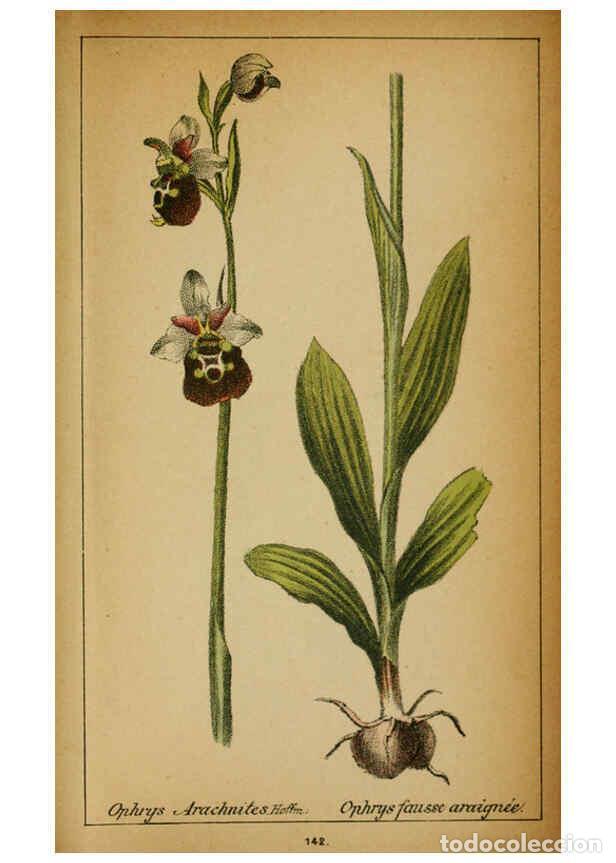 Coleccionismo de Revistas y Peri&oacute;dicos: Reproducci&oacute;n/Reproduction 6032238056: Choix de plantes de l'Europe centrale et particuli&egrave;rement de l