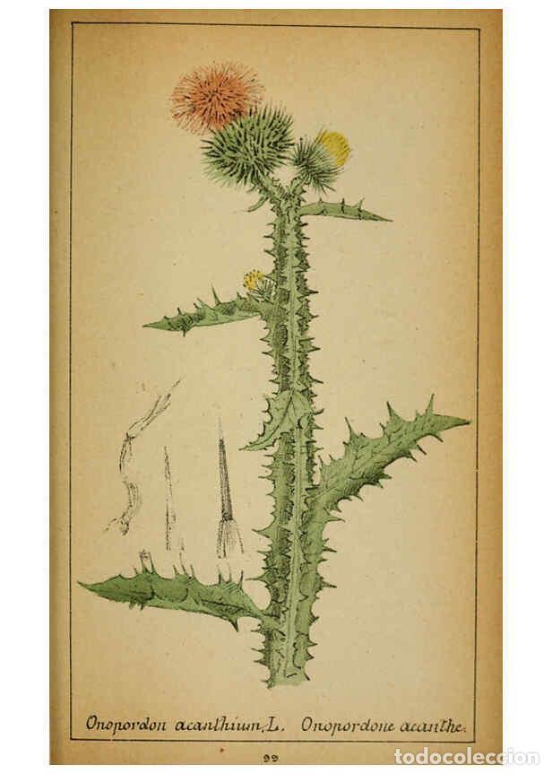 Coleccionismo de Revistas y Peri&oacute;dicos: Reproducci&oacute;n/Reproduction 6032229034: Choix de plantes de l'Europe centrale et particuli&egrave;rement de l