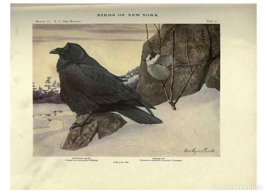 Coleccionismo de Revistas y Peri&oacute;dicos: Reproducci&oacute;n/Reproduction 6901489962: Birds of New York /. Albany :University of the State of New Yo