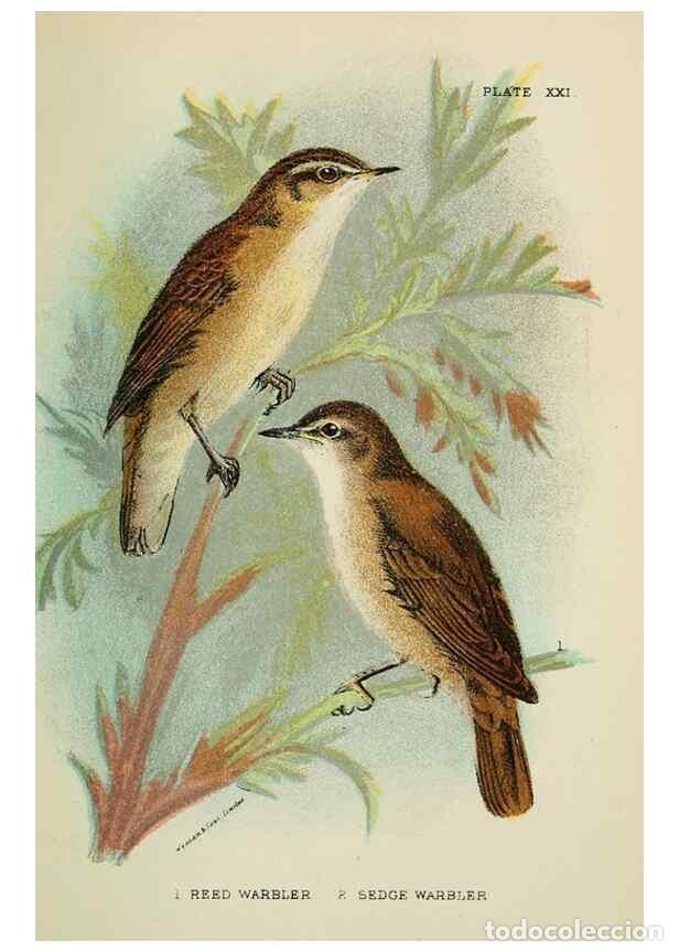 Coleccionismo de Revistas y Peri&oacute;dicos: Reproducci&oacute;n/Reproduction 7044758877: A hand-book to the birds of Great Britain.. London,E. Lloyd, L