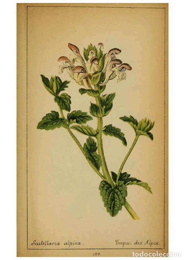 Coleccionismo de Revistas y Peri&oacute;dicos: Reproducci&oacute;n/Reproduction 6032237054: Choix de plantes de l'Europe centrale et particuli&egrave;rement de l