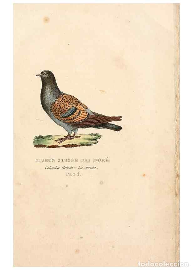 Collection Magazines and Newspapers: Reproducci&oacute;n/Reproduction 7042546769: Les pigeons. Paris,Audot,1824. - Boitard, Pierre,