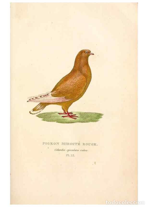 Sammeln von Zeitschriften und Zeitungen: Reproducci&oacute;n/Reproduction 6896442736: Les pigeons. Paris,Audot,1824. - Boitard, Pierre,