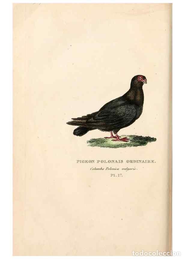 Sammeln von Zeitschriften und Zeitungen: Reproducci&oacute;n/Reproduction 7042542223: Les pigeons. Paris,Audot,1824. - Boitard, Pierre,