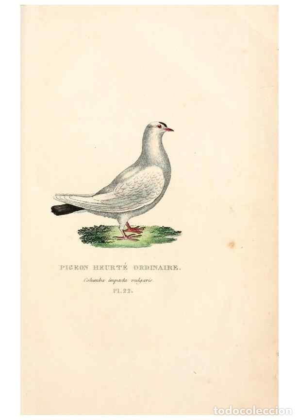 Collection Magazines and Newspapers: Reproducci&oacute;n/Reproduction 6896448802: Les pigeons. Paris,Audot,1824. - Boitard, Pierre,