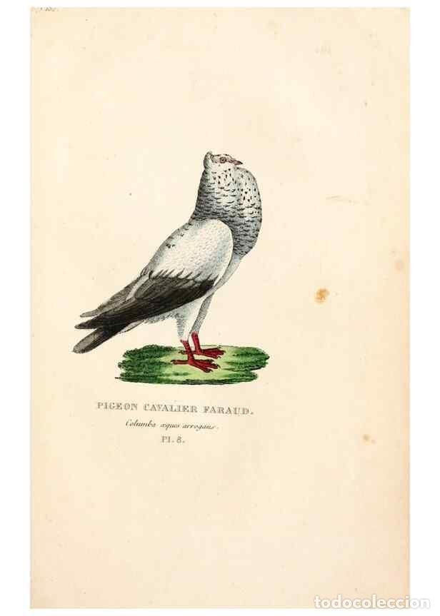 Sammeln von Zeitschriften und Zeitungen: Reproducci&oacute;n/Reproduction 7042536639: Les pigeons. Paris,Audot,1824. - Boitard, Pierre,
