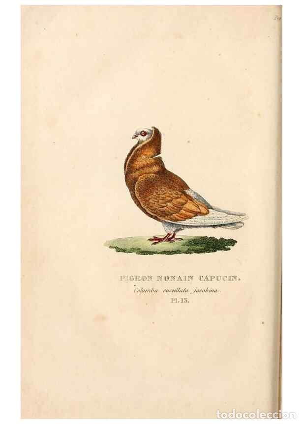 Collection Magazines and Newspapers: Reproducci&oacute;n/Reproduction 6896443426: Les pigeons. Paris,Audot,1824. - Boitard, Pierre,