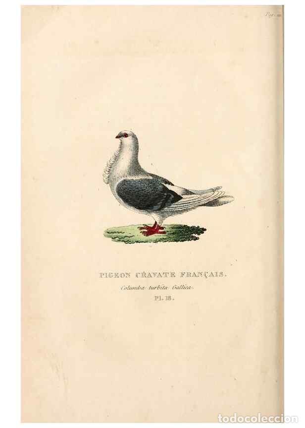 Collection Magazines and Newspapers: Reproducci&oacute;n/Reproduction 6896446188: Les pigeons. Paris,Audot,1824. - Boitard, Pierre,