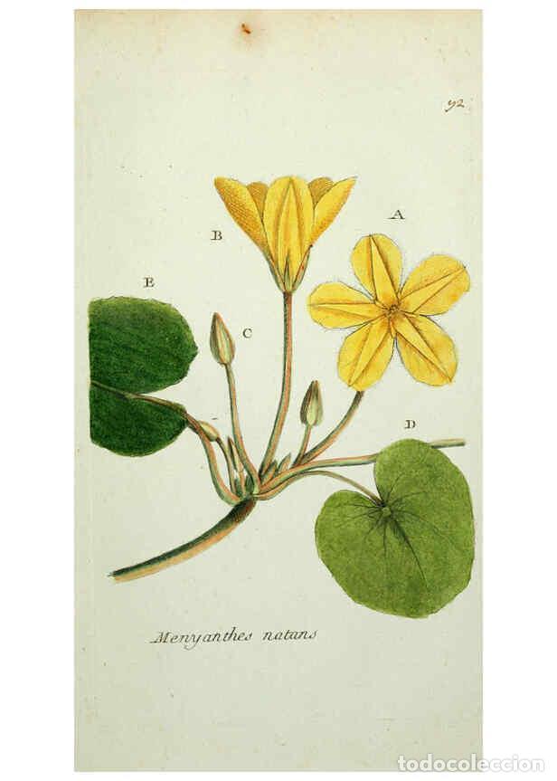 Collection Magazines and Newspapers: Reproducci&oacute;n/Reproduction 6055494531: Flora Parisiensis. v.1. Paris,P.F. Didot,1776-1783 - Pierre Bu