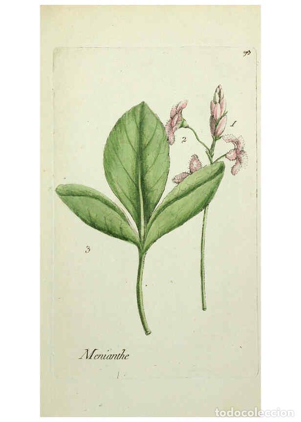 Collection Magazines and Newspapers: Reproducci&oacute;n/Reproduction 6055494725: Flora Parisiensis. v.1. Paris,P.F. Didot,1776-1783 - Pierre Bu