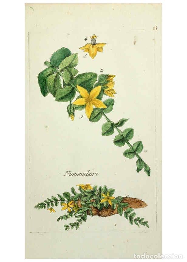 Coleccionismo de Revistas y Peri&oacute;dicos: Reproducci&oacute;n/Reproduction 6055494957: Flora Parisiensis. v.1. Paris,P.F. Didot,1776-1783 - Pierre Bu