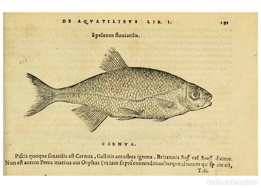 Colecionismo de Revistas e Jornais: Reproducci&oacute;n/Reproduction 6418719725: Petri Bellonii Cenomani De aquatilibus, libri duo cum [epsilon