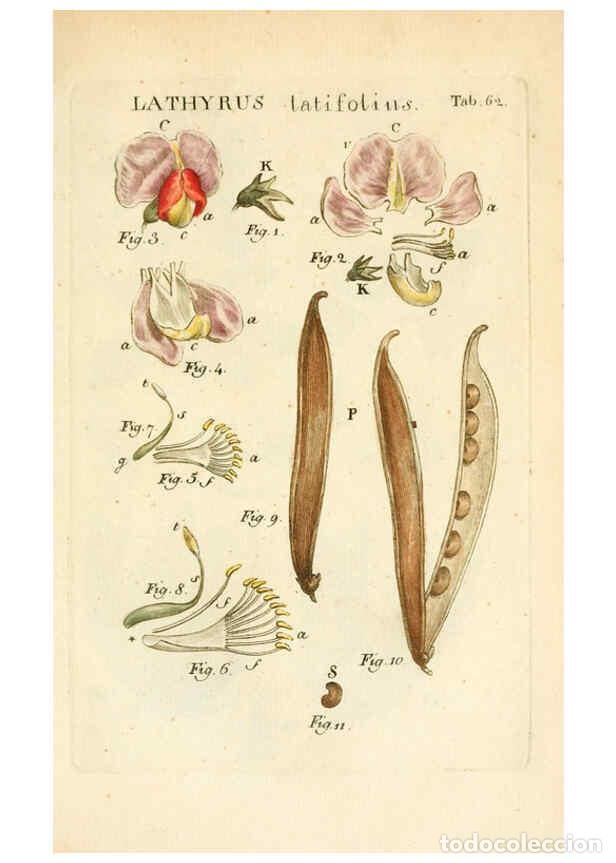 Colecionismo de Revistas e Jornais: Reproducci&oacute;n/Reproduction 6059665712: Illustratio systematis sexualis Linnaeani Francofurti ad Moenu