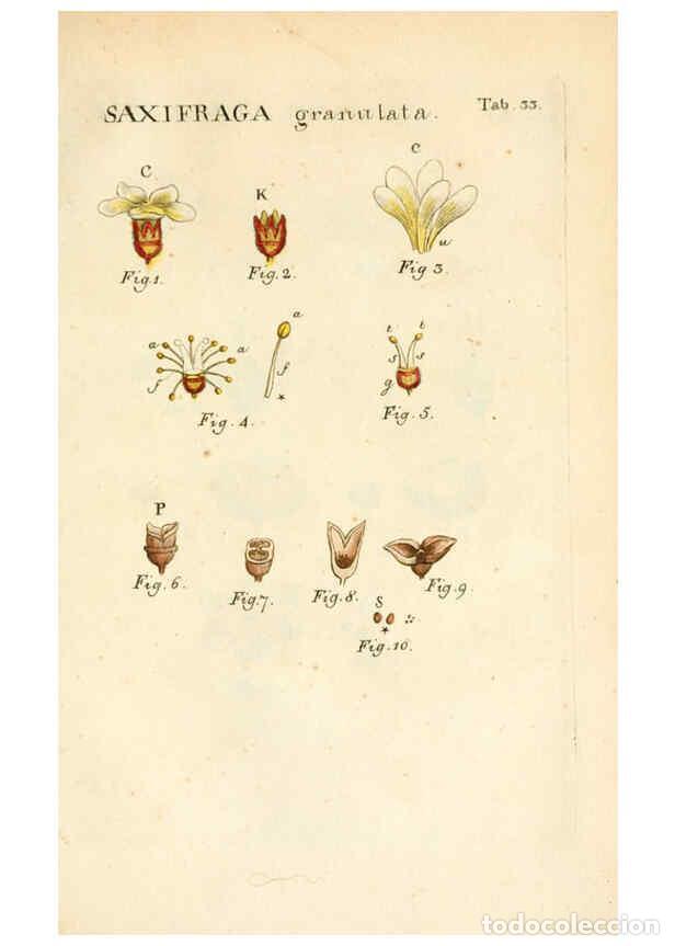 Colecionismo de Revistas e Jornais: Reproducci&oacute;n/Reproduction 6059658934: Illustratio systematis sexualis Linnaeani Francofurti ad Moenu