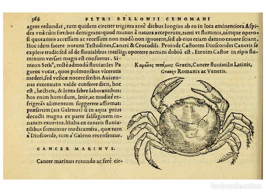 Colecionismo de Revistas e Jornais: Reproducci&oacute;n/Reproduction 6418726943: Petri Bellonii Cenomani De aquatilibus, libri duo cum [epsilon