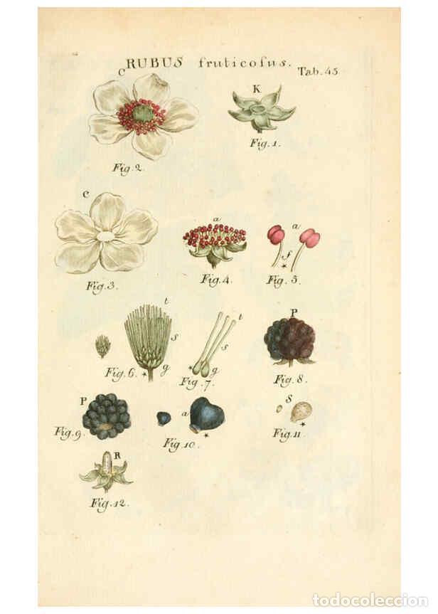 Colecionismo de Revistas e Jornais: Reproducci&oacute;n/Reproduction 6059114519: Illustratio systematis sexualis Linnaeani Francofurti ad Moenu