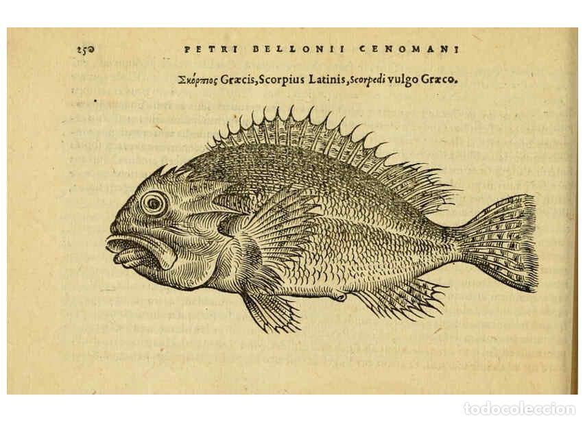 Colecionismo de Revistas e Jornais: Reproducci&oacute;n/Reproduction 6418711959: Petri Bellonii Cenomani De aquatilibus, libri duo cum [epsilon