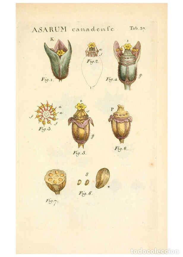Colecionismo de Revistas e Jornais: Reproducci&oacute;n/Reproduction 6059112465: Illustratio systematis sexualis Linnaeani Francofurti ad Moenu