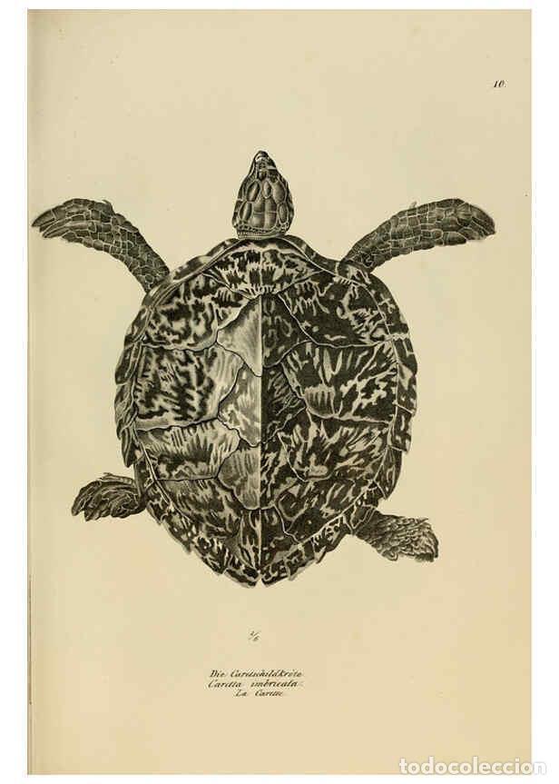 Colecionismo de Revistas e Jornais: Reproducci&oacute;n/Reproduction 6059765554: Naturgeschichte und Abbildungen der Reptilien Schaffhausen :Au