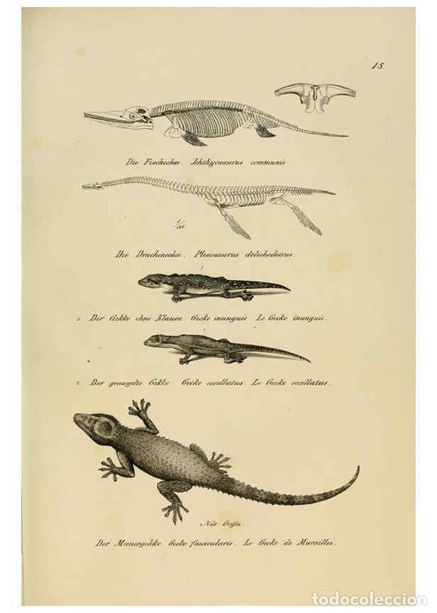 Colecionismo de Revistas e Jornais: Reproducci&oacute;n/Reproduction 6059766658: Naturgeschichte und Abbildungen der Reptilien Schaffhausen :Au