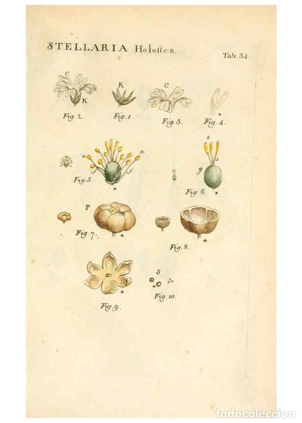 Colecionismo de Revistas e Jornais: Reproducci&oacute;n/Reproduction 6059659118: Illustratio systematis sexualis Linnaeani Francofurti ad Moenu