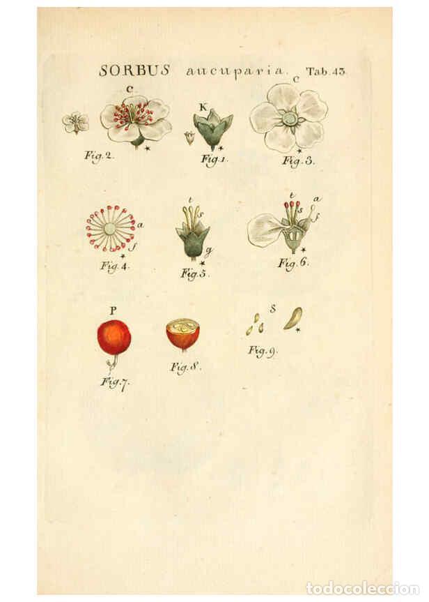 Colecionismo de Revistas e Jornais: Reproducci&oacute;n/Reproduction 6059113903: Illustratio systematis sexualis Linnaeani Francofurti ad Moenu