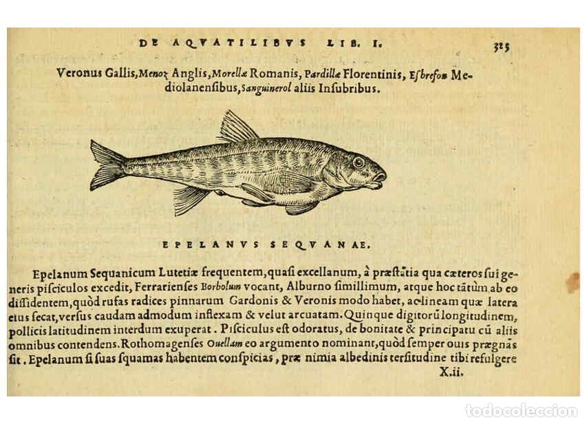 Colecionismo de Revistas e Jornais: Reproducci&oacute;n/Reproduction 6418722925: Petri Bellonii Cenomani De aquatilibus, libri duo cum [epsilon