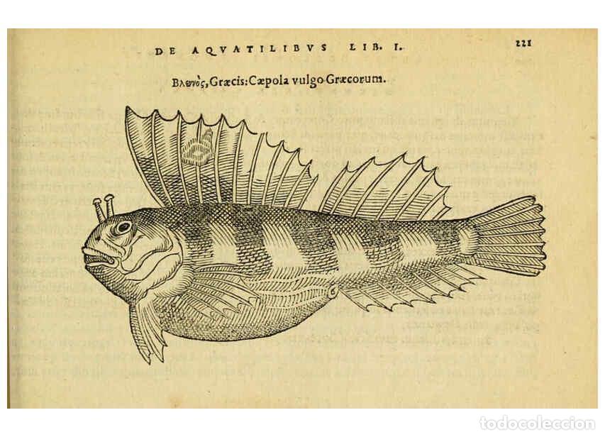 Colecionismo de Revistas e Jornais: Reproducci&oacute;n/Reproduction 6418706481: Petri Bellonii Cenomani De aquatilibus, libri duo cum [epsilon