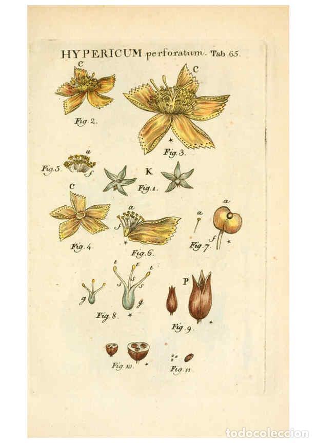 Colecionismo de Revistas e Jornais: Reproducci&oacute;n/Reproduction 6059666552: Illustratio systematis sexualis Linnaeani Francofurti ad Moenu