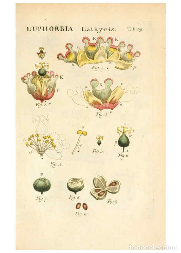 Colecionismo de Revistas e Jornais: Reproducci&oacute;n/Reproduction 6059113111: Illustratio systematis sexualis Linnaeani Francofurti ad Moenu