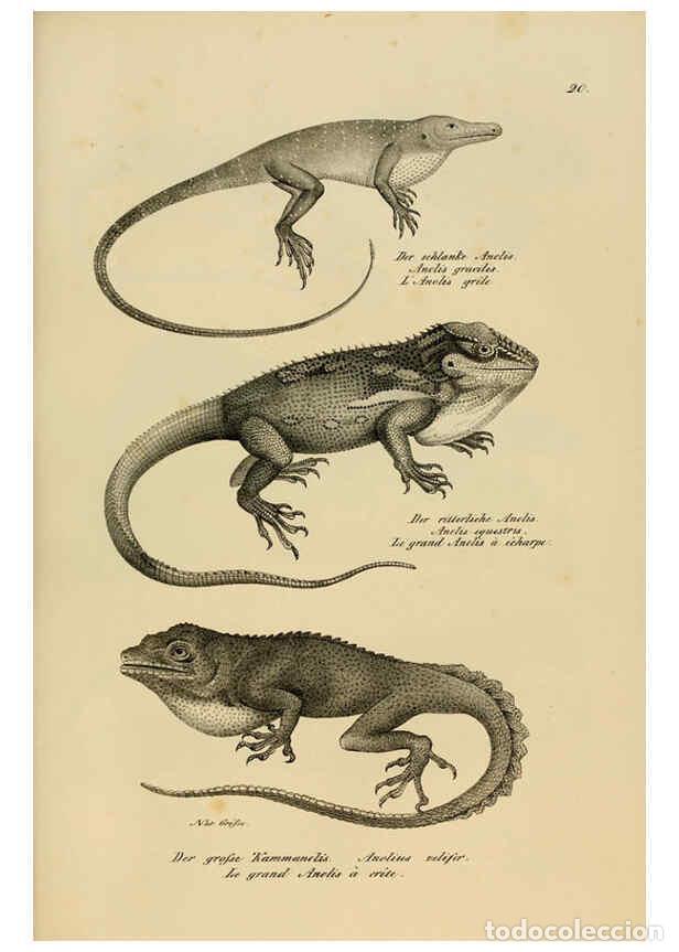 Colecionismo de Revistas e Jornais: Reproducci&oacute;n/Reproduction 6059767744: Naturgeschichte und Abbildungen der Reptilien Schaffhausen :Au