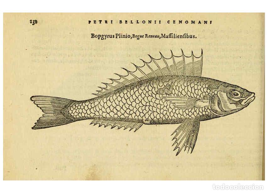 Colecionismo de Revistas e Jornais: Reproducci&oacute;n/Reproduction 6418708715: Petri Bellonii Cenomani De aquatilibus, libri duo cum [epsilon