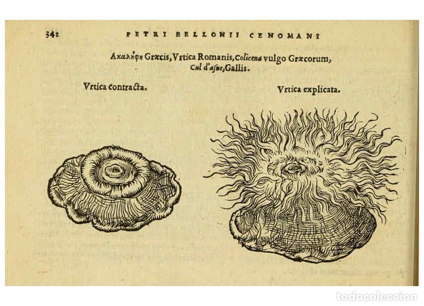 Colecionismo de Revistas e Jornais: Reproducci&oacute;n/Reproduction 6418724405: Petri Bellonii Cenomani De aquatilibus, libri duo cum [epsilon