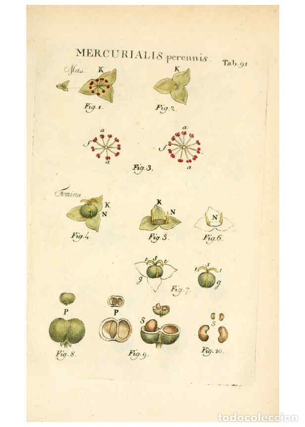 Colecionismo de Revistas e Jornais: Reproducci&oacute;n/Reproduction 6059124543: Illustratio systematis sexualis Linnaeani Francofurti ad Moenu