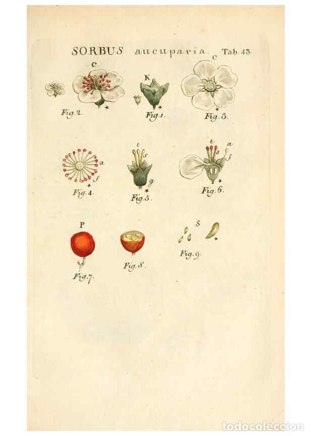Colecionismo de Revistas e Jornais: Reproducci&oacute;n/Reproduction 6059114111: Illustratio systematis sexualis Linnaeani Francofurti ad Moenu