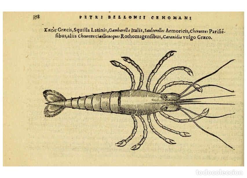 Colecionismo de Revistas e Jornais: Reproducci&oacute;n/Reproduction 6418726197: Petri Bellonii Cenomani De aquatilibus, libri duo cum [epsilon